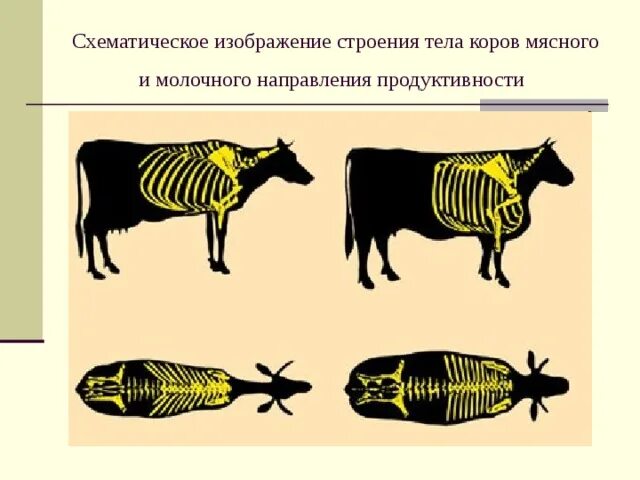 Мясного направления коровы строение. Продуктивность животных. Строение тела коровы молочного направления. Сельскохозяйственные животные направление продуктивности.