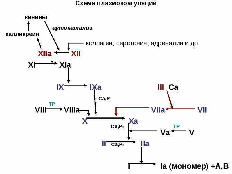 Схема свертывания крови биохимия. Фазы свёртывания крови схема фазы. Схема свертывания крови образование сгустка. Схема плазмокоагуляции биохимия. Система крови биохимия