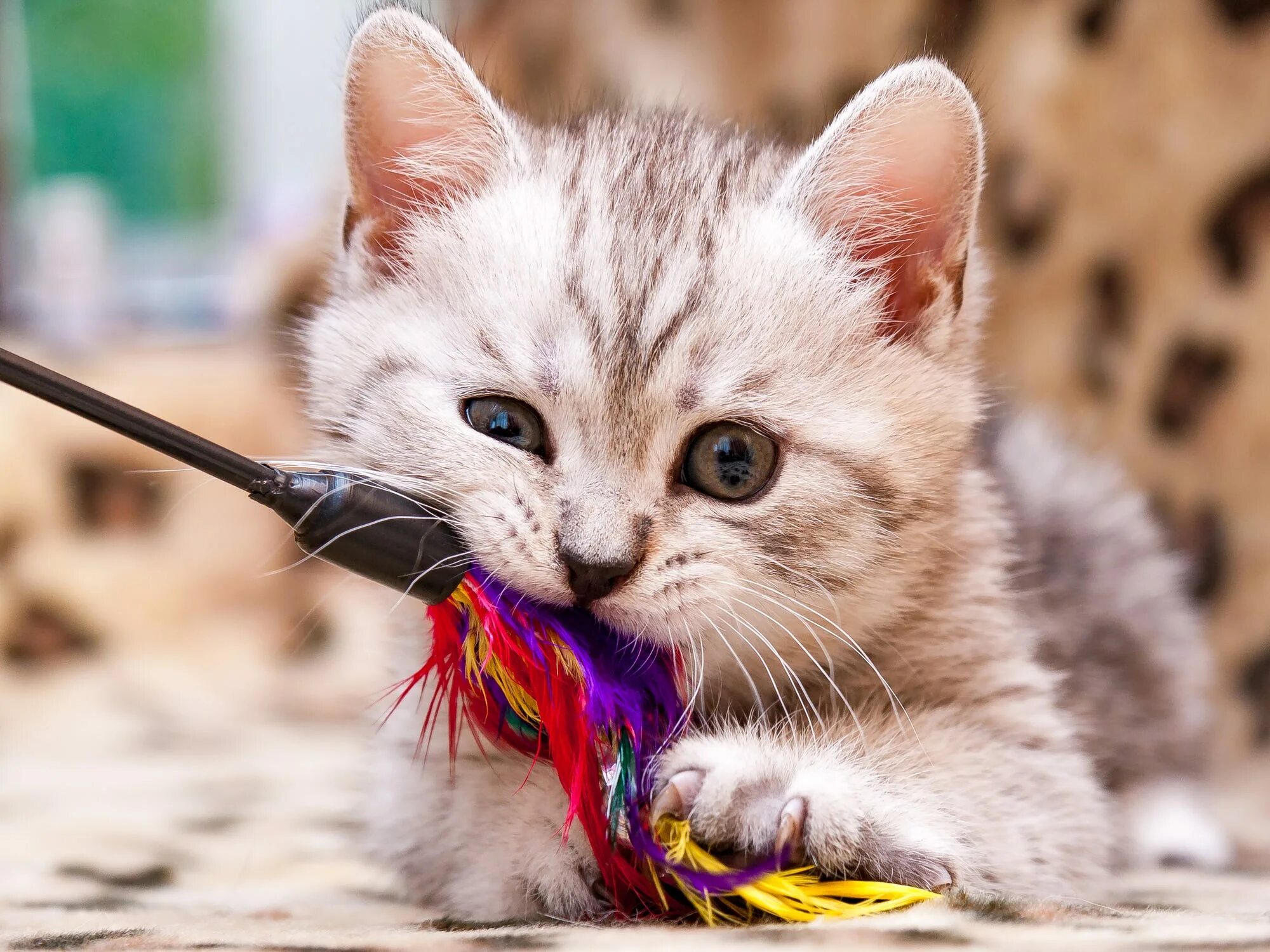 Игривый кот. Котенок играет. Мячики для кошек. Котята играются. Игрушка для кошки.