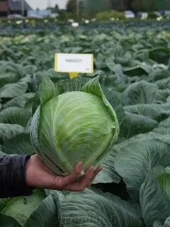 Капуста сорт парадокс