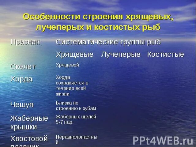 Систематическое строение рыб. Внешнее строение рыбы рисунок. Нервная система рыб 7 класс биология. Классификация рыб по образу жизни по размеру по строению скелета. Лучепёрые рыбы внутреннее строение.