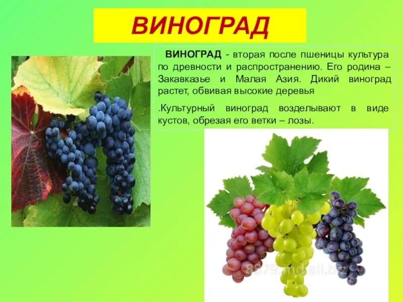 Виноград vitis vinifera. Информация о винограде. Происхождение культурного винограда. Виноград культурный. Происхождение культурного винограда.