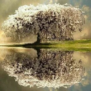 Красивые отражения в воде