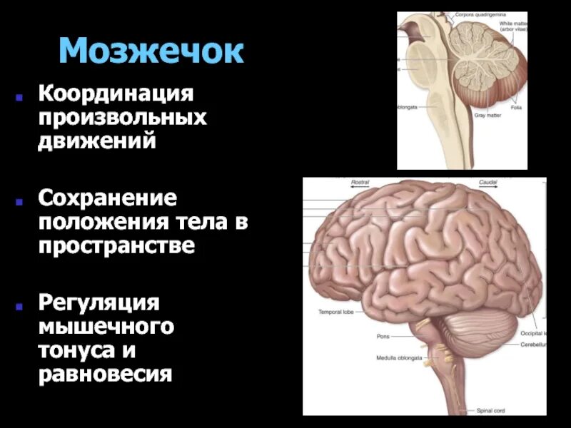 Строение и функции мозжечка головного мозга. Мозжечок мозг функции. Функции мозжечка в головном мозге. Функциональные отделы мозжечка. Функция мозжечка в головном мозге человека.