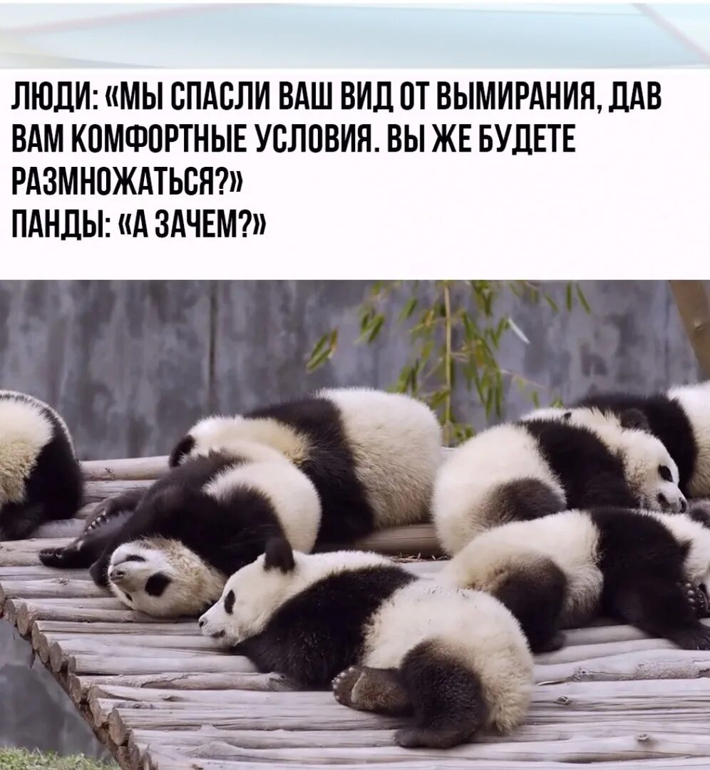 Почему выйдите через и. Схема размножения панд. Панда способ размножения. Как размножаются панды рыбы.