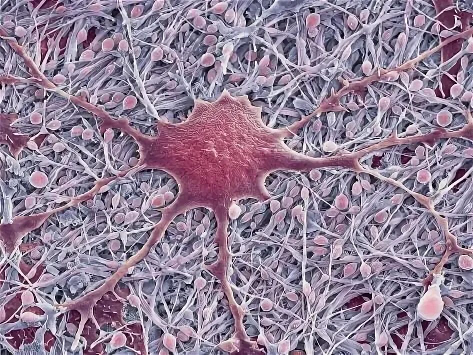 Purkinje nerve cell in the brain Electron microscope, Microscopic photography, N