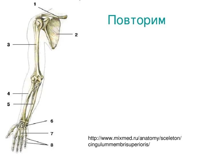 Скелет верхней конечности рисунки. Строение скелета верхней конечности. Скелет свободной верхней конечности анатомия. Строение пояса верхних конечностей анатомия. Плечевой пояс и скелет верхних конечностей.