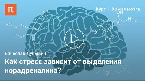 Курс мозг