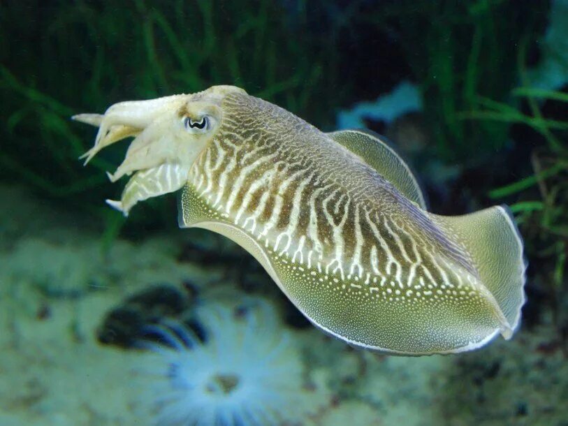Морская каракатица. Головоногие моллюски каракатица. Каракатица Sepia officinalis. Панцирь каракатицы. Головоногая рыба