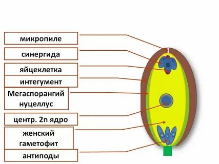 Яйцеклетка находится у растений