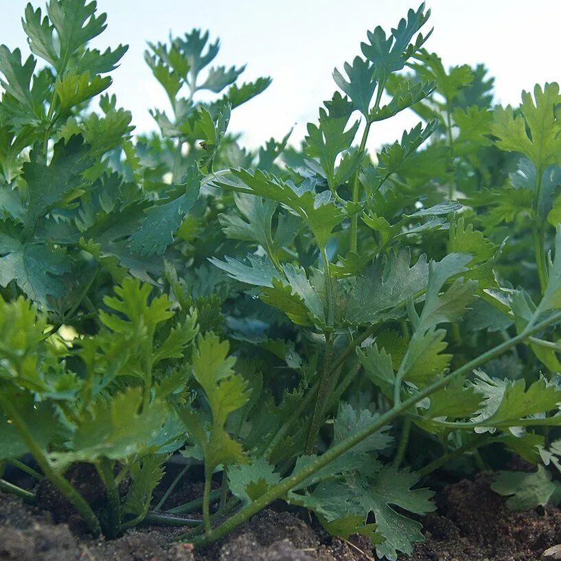 Ingredient: Coriander