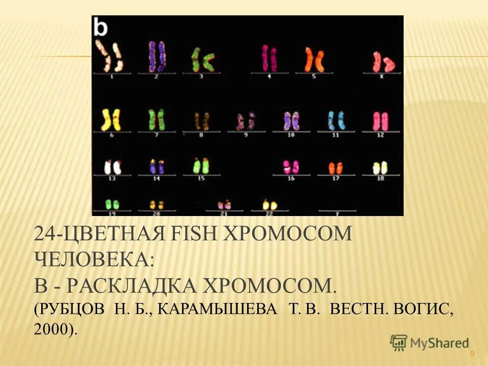 закономерности наследования менделя. хромосомная раскладка. кроссинговер процент кроссинговера. наследственные окраски и формы семян у гороха. у гороха пар хромосом.