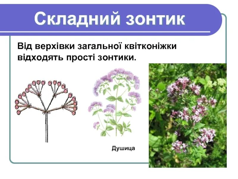 Сложный зонтик соцветие примеры растений. Зонтичные соцветие сложный зонтик. Сложный зонтик. Сложные соцветия сложный зонтик. Соцветие сложный зонтик примеры.