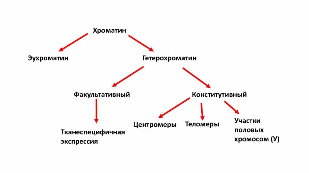 Хроматин функции. Эухроматин гетерохроматин половой хроматин. строение и функции гетерохроматина и эухроматина. гетерохроматин тельце барра. конститутивный и факультативный гетерохроматин.