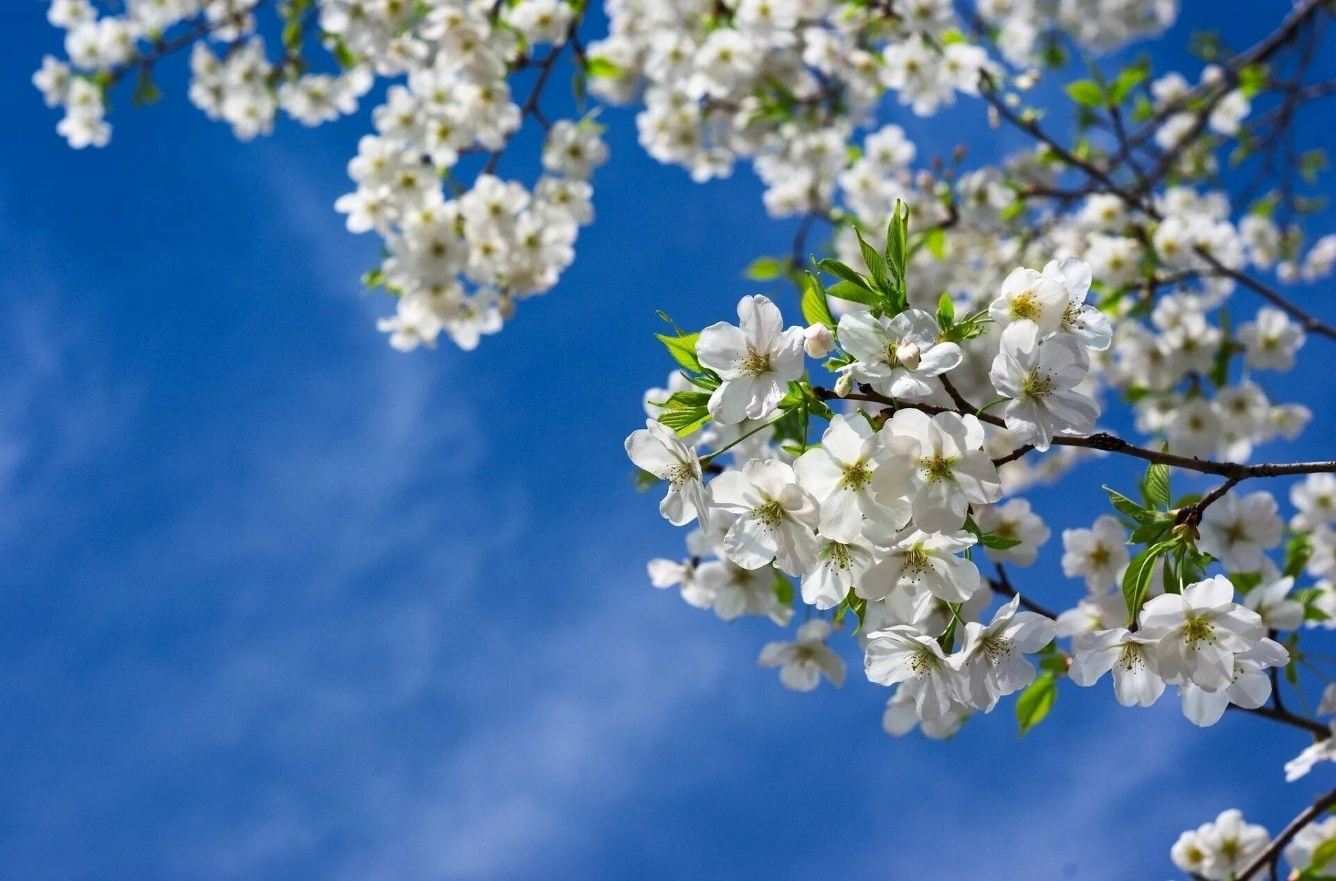 Картинки с изображением весны. Цветущая вишня. Весенние цветы. Красивая Весенняя природа.
