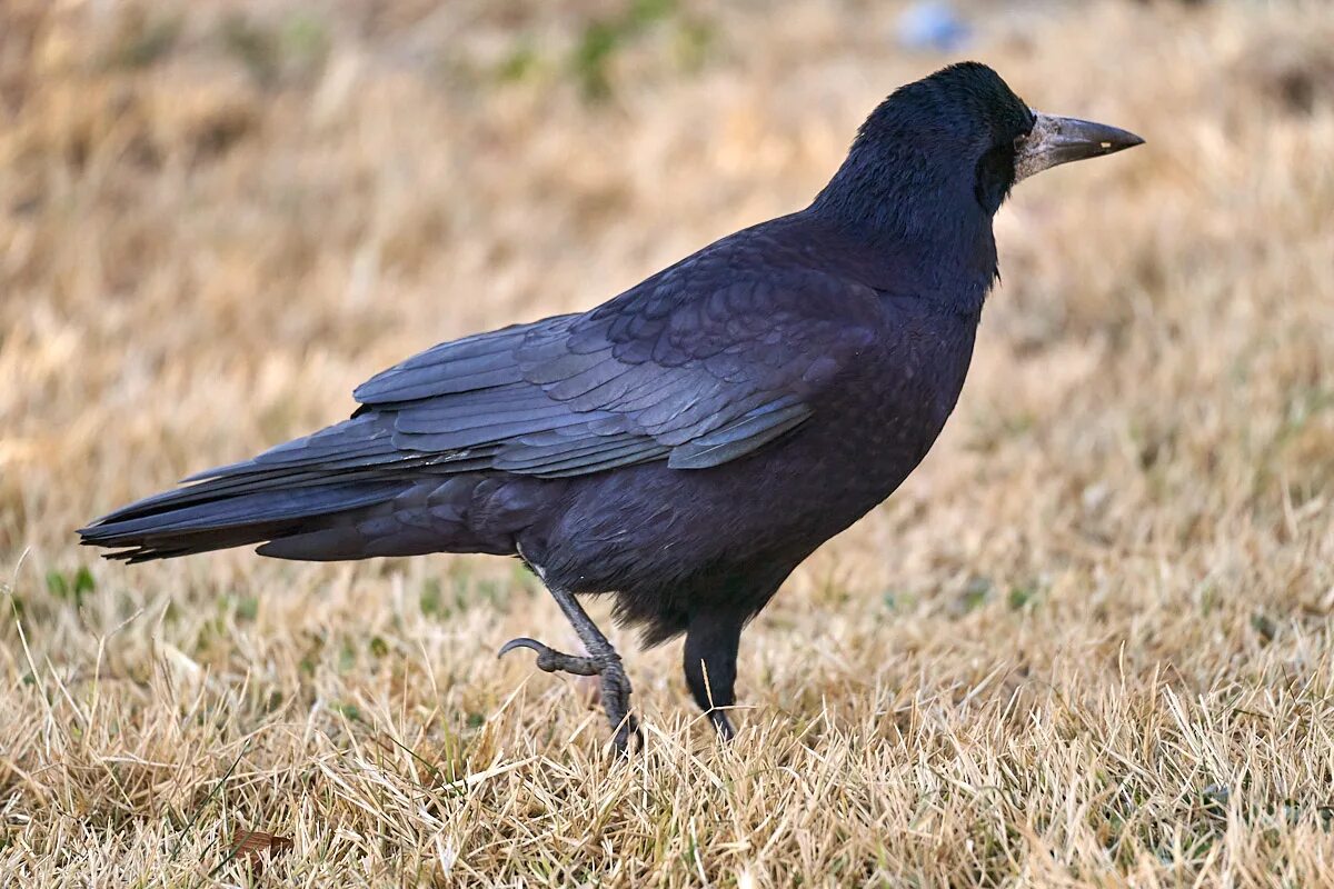 Грач (птица). Грач обыкновенный. Грач Перелетная птица. Corvus frugilegus. Звук грача слушать