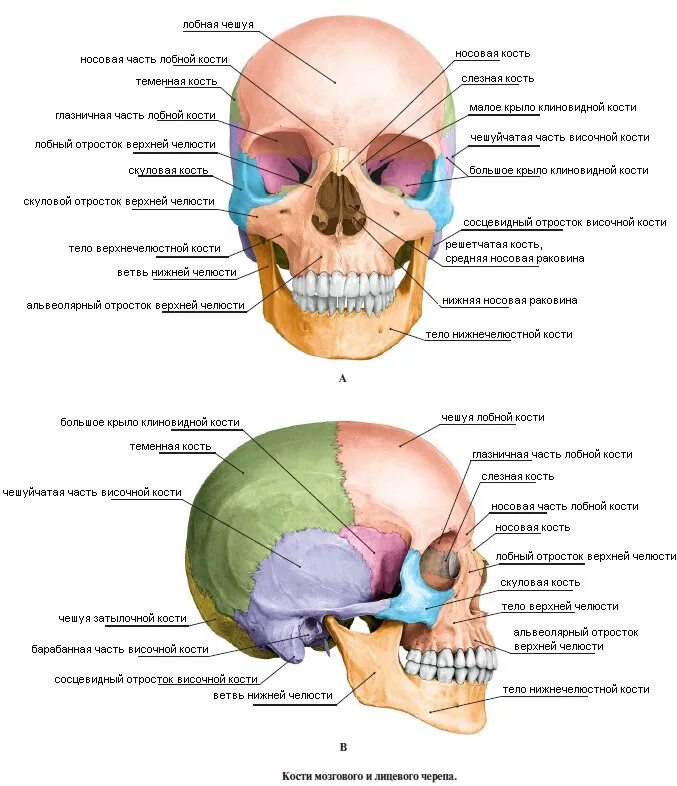 Мозговая лицевая часть черепа. Строение черепа человека мозговой и лицевой отделы. Кости мозговой части черепа. Парные и непарные.. Лицевые кости черепа человека анатомия. Череп строение костей мозгового и лицевого черепа.