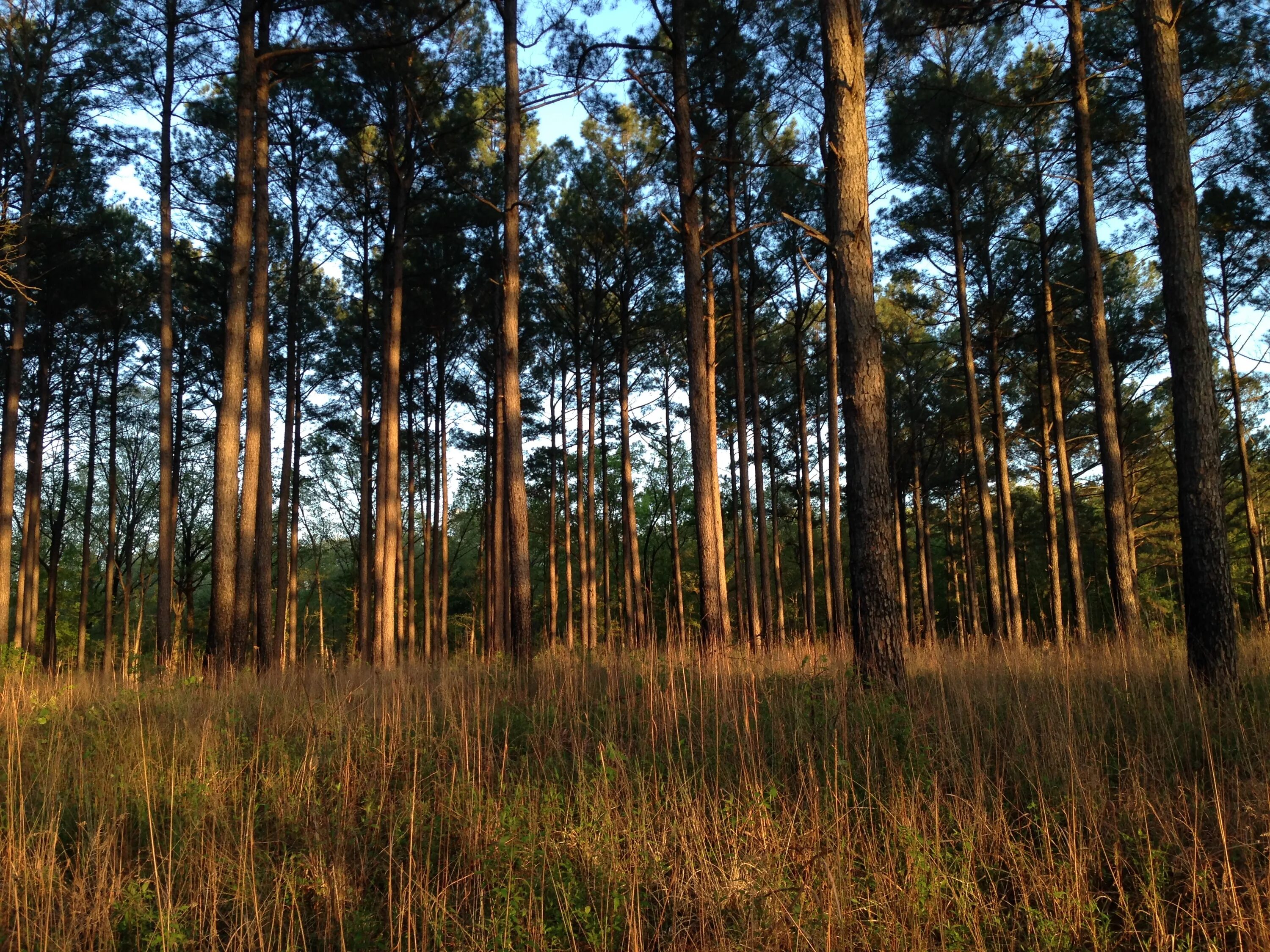 Леса Миссисипи. Сосновые леса в Миссисипи. Лес Миссисипи. Longleaf Pine Forest.