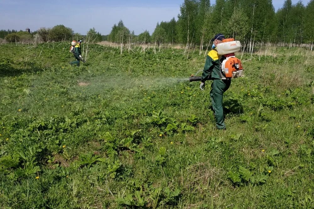 Гербицидная обработка борщевика. Борщевик сосновского обработка. Обработка от борщевика сосновского. Обработка борщевика гербицидами. Борщевик сосновского химическая обработка.
