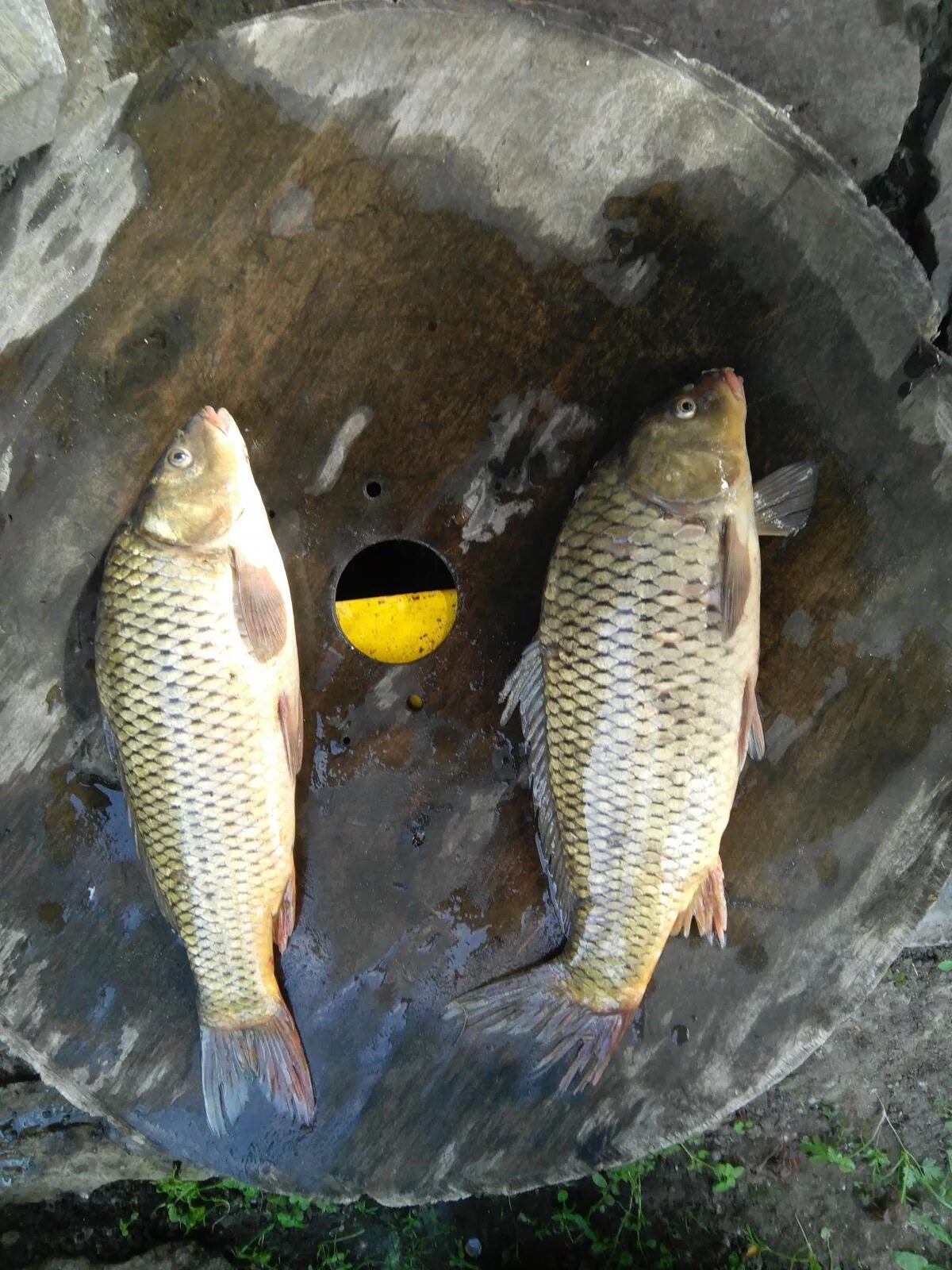 сазан меньше. сазан (= карп обыкновенный) – cyprinus carpio. карп маленький. карп маленький. самый маленький сазан.
