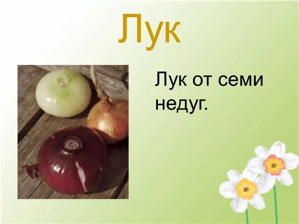 Лук от семи недуг значение. Лук от семи недуг. проект лук от семи недуг. лук от семи недуг дошкольникам. презентация лук от семи недуг в детском саду.