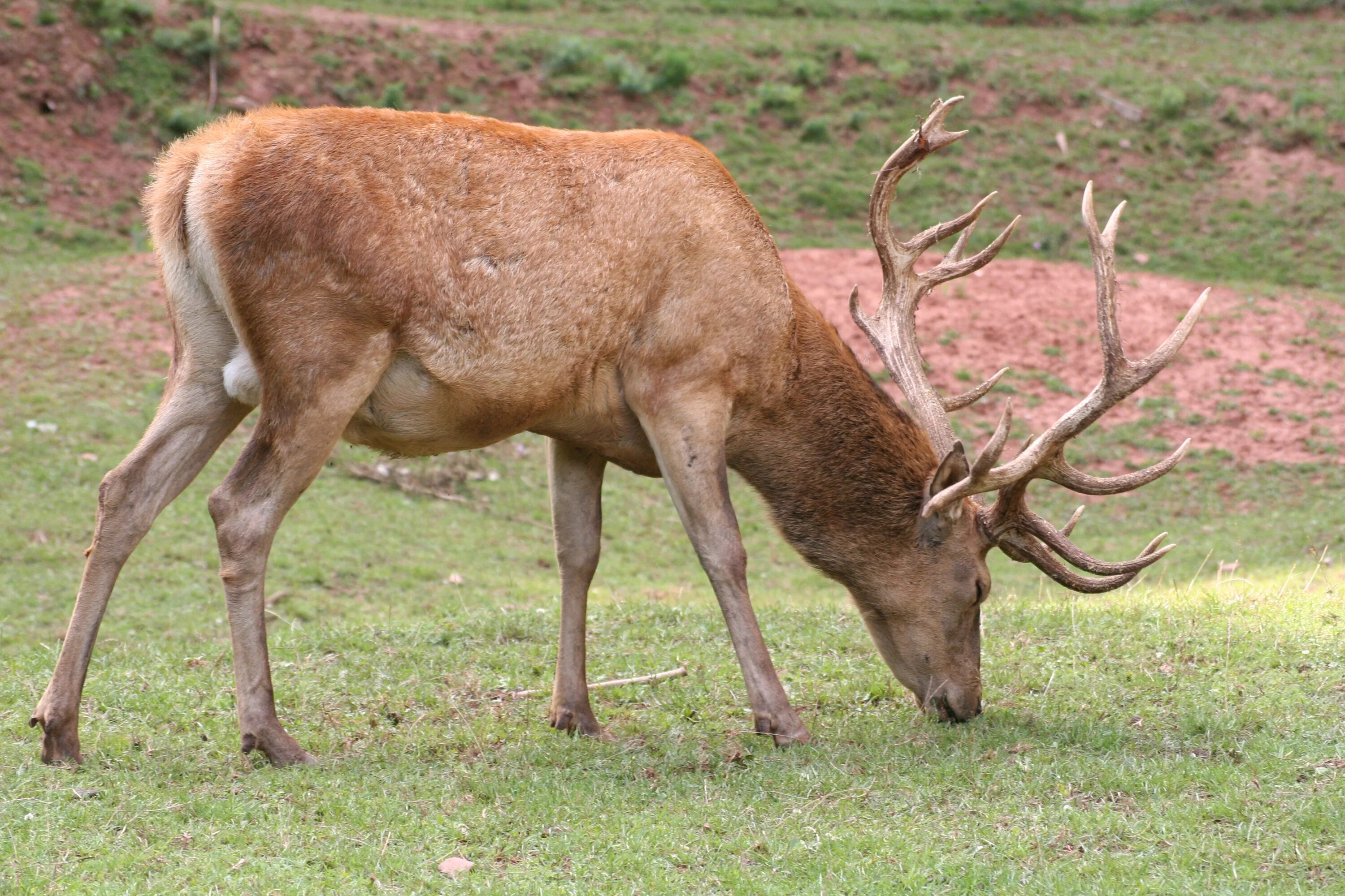 Признаки оленя. Благородный олень (cervus elaphus). олень мунтжак. подвиды благородного оленя. красный (благородный) олень.