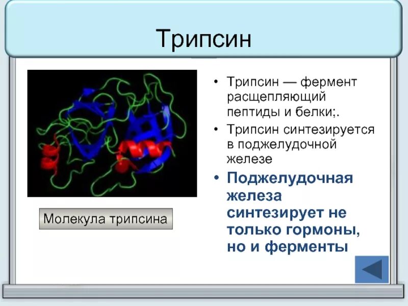 Трипсин. Трипсин фермент. Трипсин синтезируется в. Трипсин расщепляет белки.