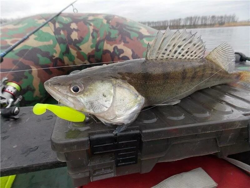 Судак относится. Судак обыкновенный судак берш судак морской. Берш и судак разница. Судак обыкновенный - stizostedion lucioperca. Светлоперый судак.