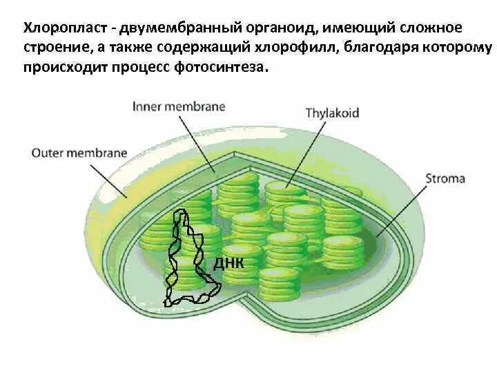 Первичный хлоропласт. Строение хлоропласта 3д. Строма хлоропласта процесс фотосинтеза. Хлоропласты функции. Строение хлоропласта ЕГЭ.