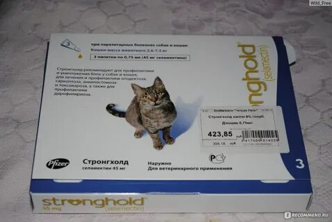 Запор у котенка 1 месяц что делать