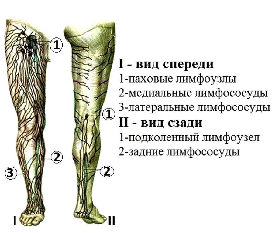 Лимфатические сосуды конечностей. Лимфатические узлы на ногах расположение. Лимфатические узлы нижних конечностей схема. Подколенне лимфатиеске узл. Воспаление лимфатических узлов на ногах.