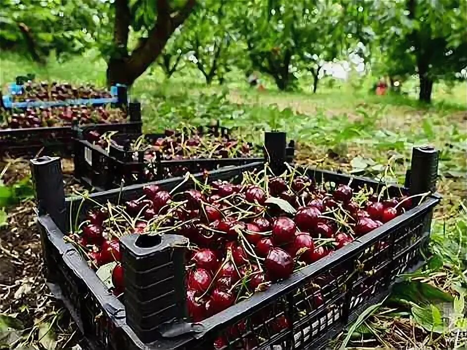 Собирать черешню