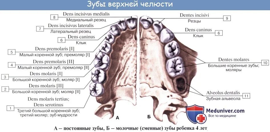 Резцов на латинском