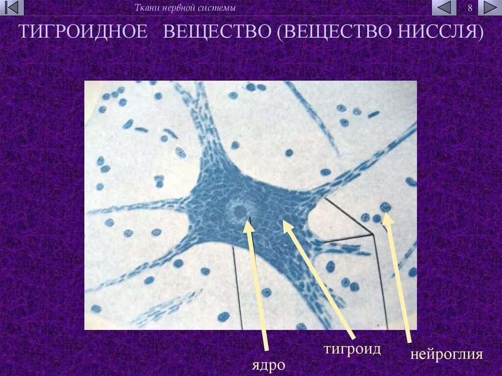 Тельца Ниссля гистология. Мультиполярный Нейрон спинного мозга гистология рисунок. Базофильное вещество Ниссля. Тигроид препарат гистология.