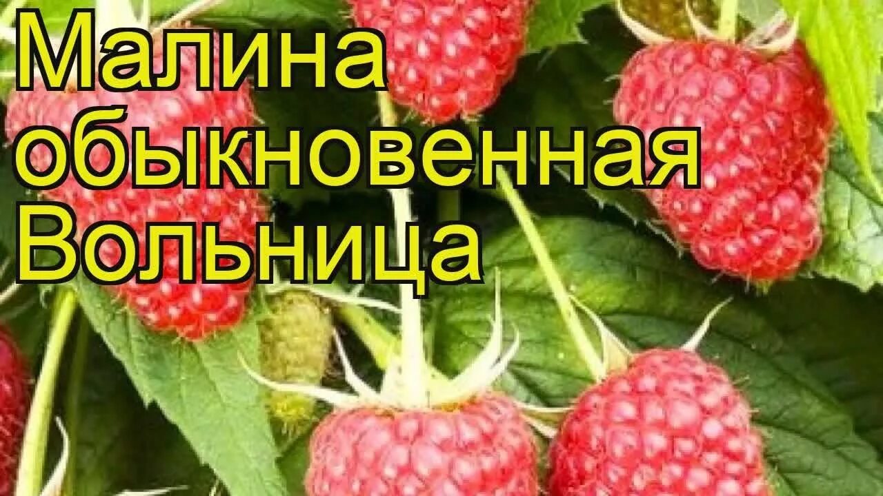 Малина вольница описание отзывы