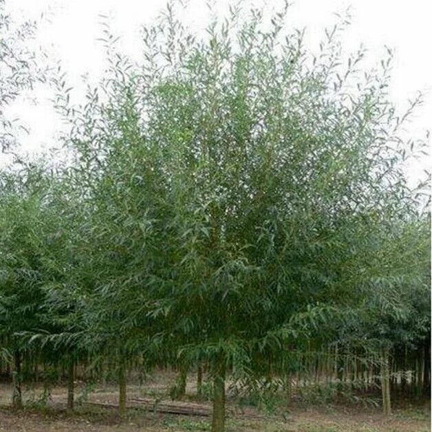 Ива возраст. Ива белая “чермезина” (salix alba “chermesina”). ива белая chermesina. ива белая (salix alba). ива черемзина.