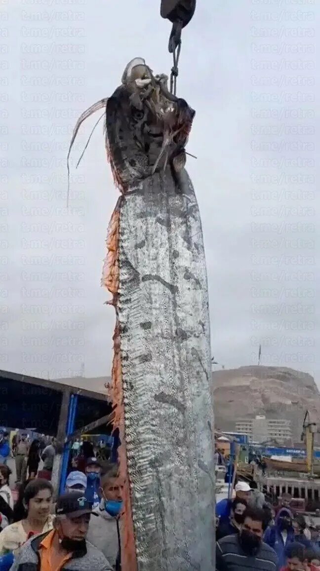 5 метровый. В Чили выловили гигантского сельдяного короля. Сельдяной Король предвестник катастрофы. Сельдяной Король в Чили 5 метров. Сельдяной Король рыба.