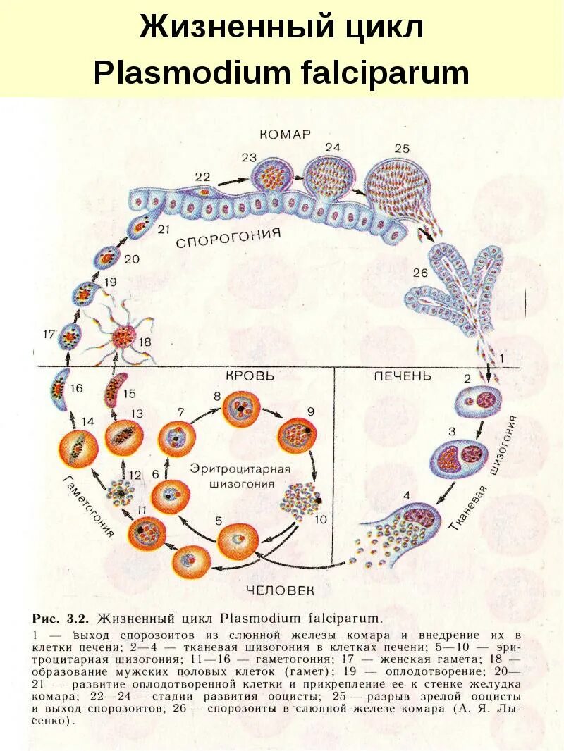 Жизненный цикл развития малярийного плазмодия схема. Жизненный цикл Plasmodium falciparum схема. Жизненный цикл малярийного плазмодия схема. Стадии жизненного цикла малярийного плазмодия.