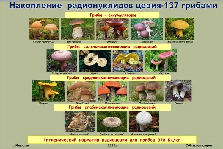 Високосный год. Помоги зверятам собрать грибы математика. Високосный год 2024 можно ли собирать грибы. 2024 год високосный. Високосный год 2024 можно ли собирать грибы.