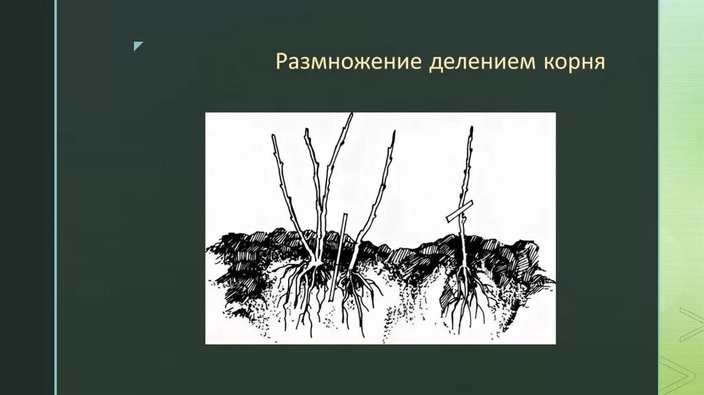 Размножается ли корень. Размножение делением корневища. Размножение делением куста. Вегетативное деление. Вегетативное деление куста.