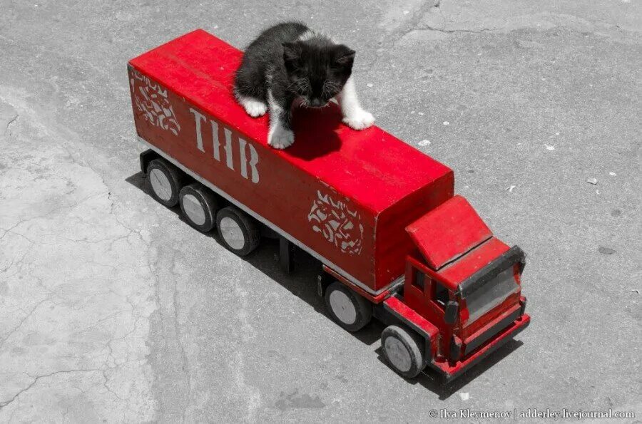 10 тракторов котэ. Кот в грузовике. Кот дальнобойщик. Кошачий грузовик. Кошка на фуре.