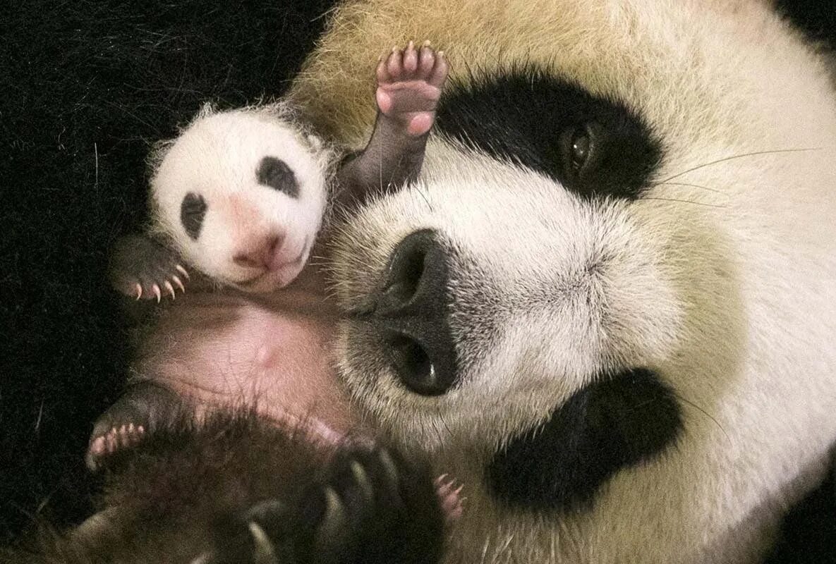 Панда сколько детенышей. Большая Панда с детенышем. Детёныш панды новорожденный. Рождение панды. Детёныши панды Новорожденные.