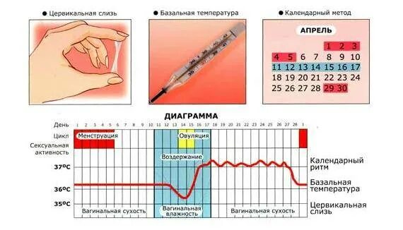 3 сутки пришло. Как определить овуляцию по циклу. График базальной температуры естественный метод контрацепции. Календарный метод предохранения от беременности. КПК определить овуляцию.