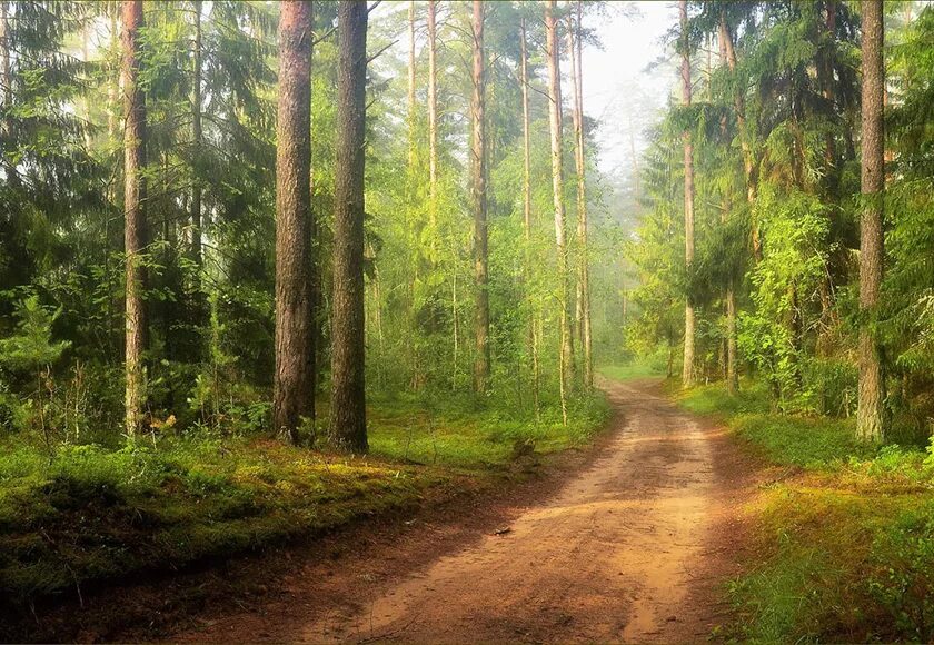 Хвойный лес белоруссия. Хвойный лес белоруссия. Хвойный лес белоруссия. Белоруссия природа беловежская пуща. Бел лес.