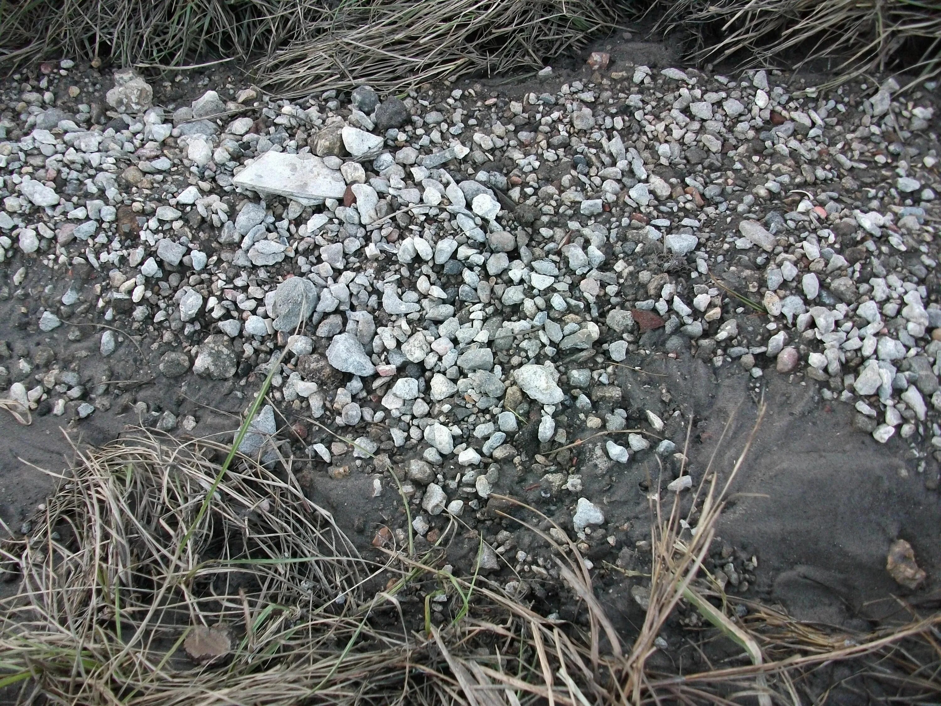 Жухлая трава. Высохшая трава. Long ground. Зеленый газон. Как выглядит длинная трава осенью.