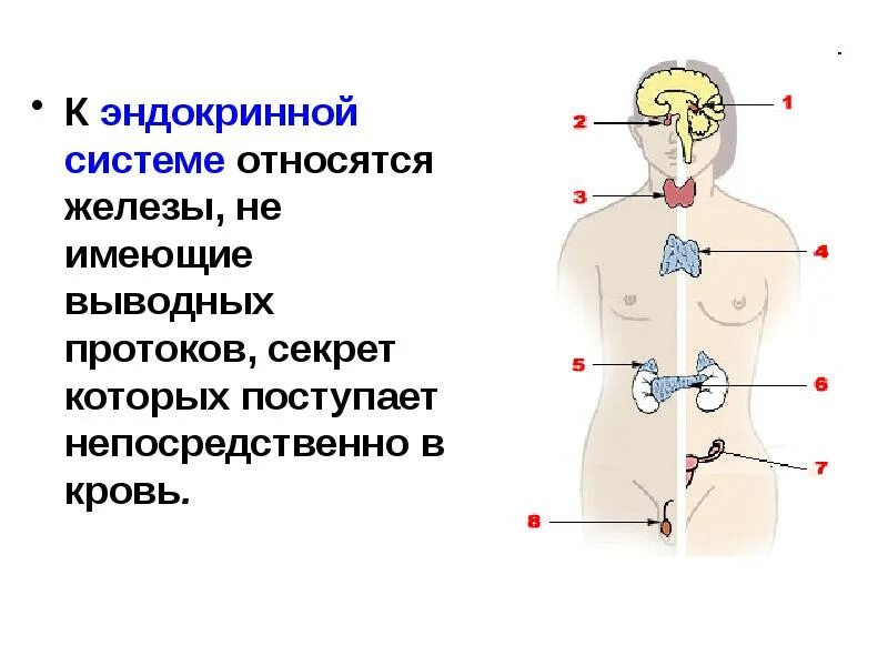 Имеет проток для выведения секрета