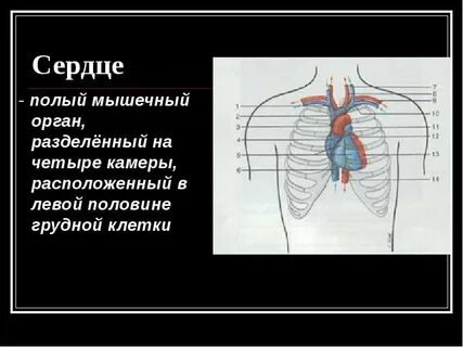 Левая половина грудной клетки