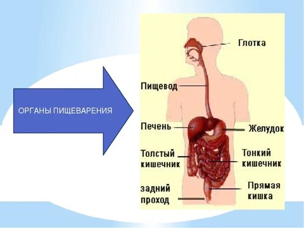 Органы пищеварения 4 класс. Органы пищеварения 4 класс окружающий мир. Пищеварительная система человека схема 4 класс. Пищеварительная система человека 3 класс. Органы пищеварительной системы 3 класс.