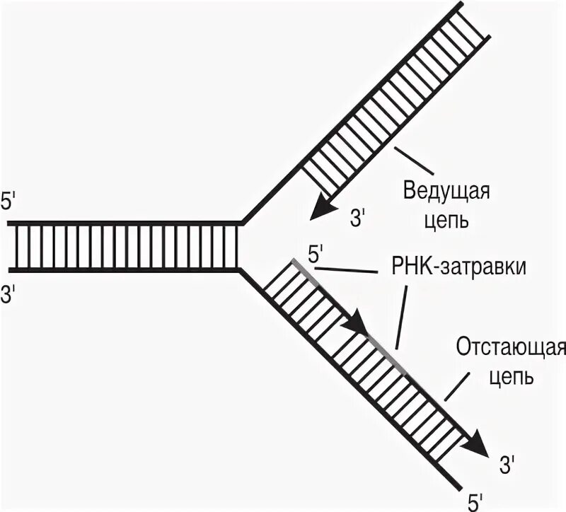 Какой цифрой на схеме обозначена репликационная вилка. Репликация днк репликационная вилка. схема репликации днк. репликационная вилка днк схема. схема репликативная вилка биохимия.