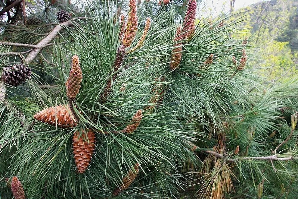 Пиния (сосна итальянская)шишки. Сосна Приморская шишки. Pinus Hamata. Сосна МЕРКУЗА. Гудящие сосны